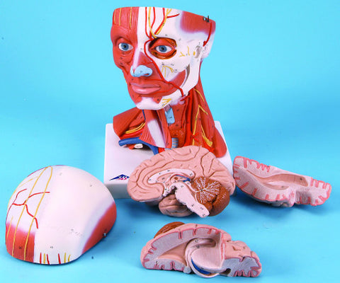 A500 Head and Neck with musculature, 3/4 Scale