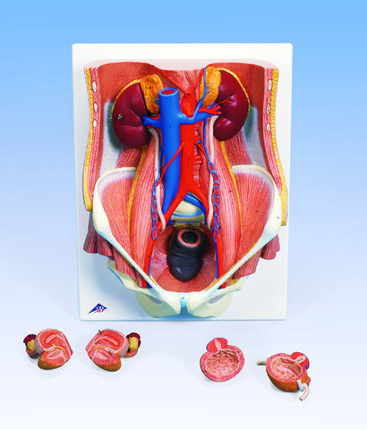 A532   Male and Female Urinary System