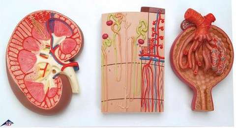 A53  Kidney, Nephron and Glomerulus