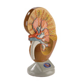Deluxe Kidney