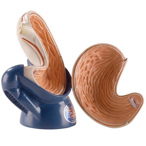 Life-size stomach with base
