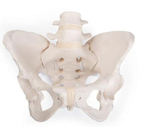 0215-61/1  Flexible Female Bony Pelvis