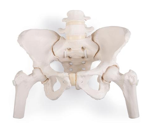 0215-62/1  Flexible Female Bony Pelvis with femur heads