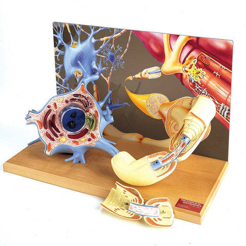 Motor Neuron Diorama