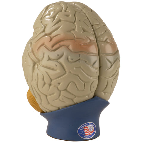 Giant 4-part brain - superior view SALE