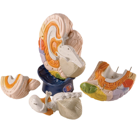 Functional Center Brain - Giant