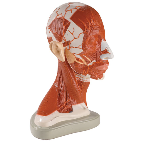 Head and Neck Model right half midsagittal