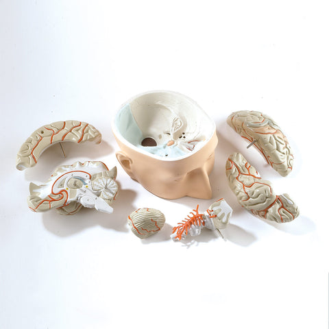 Brain in base of skull model