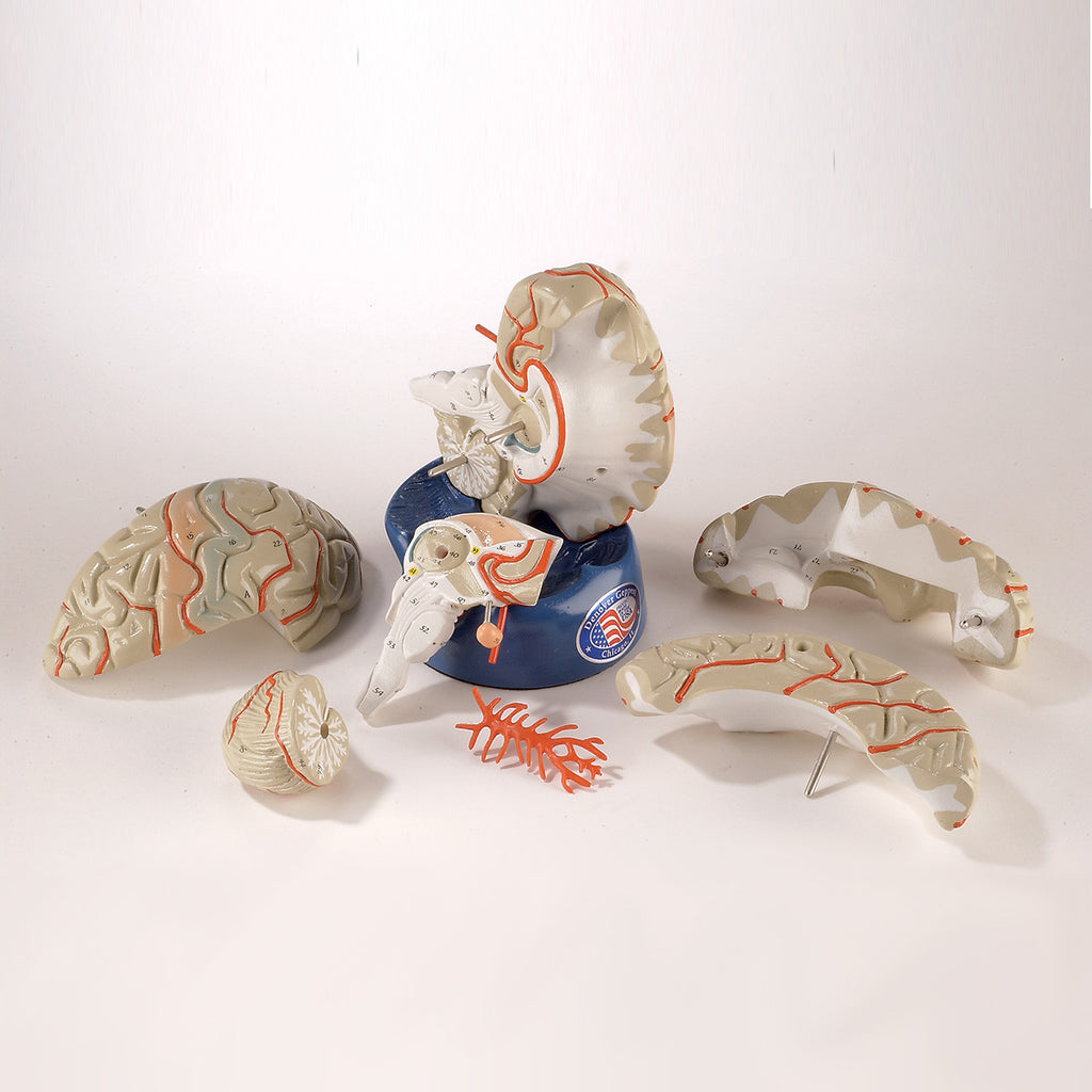 brainページ Let's Analyze E005 - Smooth segmentation and meshes in Brain