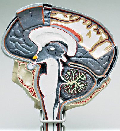 A78  Cerebro-spinal Fluid Circulation Model