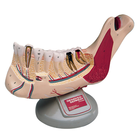 Adult Jaw Model