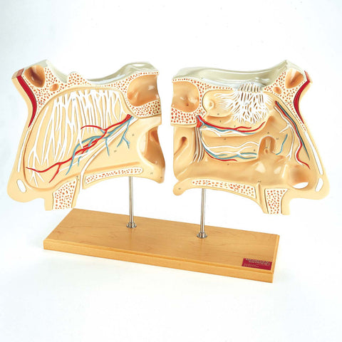 Nose and Olfactory Organ Model Set