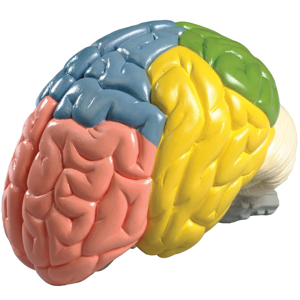 超貴重CD DNA「Scatter the brain」 超貴重CD DNA「Scatter the brain」