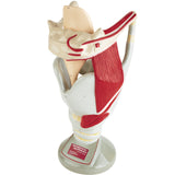 Giant Functional Larynx Model