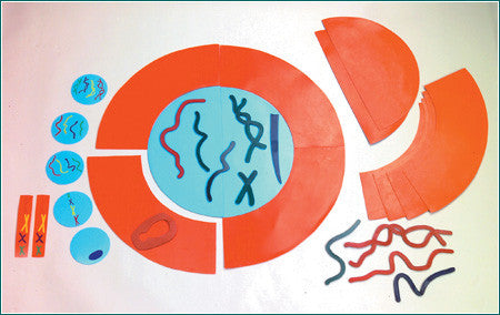 AP77 Mitosis Manipulative