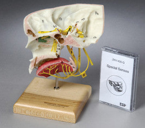 AS400 Special Senses Model Including Curriculum