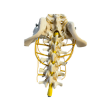 SA67 Lumbar Vertebral Section with Pelvis showing Lumbar and Sacral Plexus