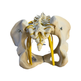 SA67 Lumbar Vertebral Section with Pelvis showing Lumbar and Sacral Plexus