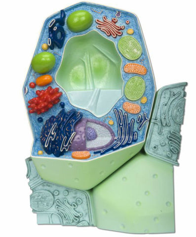 B53  Plant Cell Model