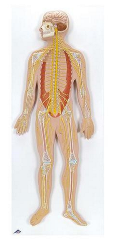 C30 Nervous System Model