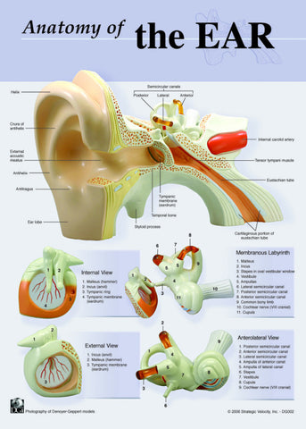 7133-08 Photographed Anatomy of the Ear Chart