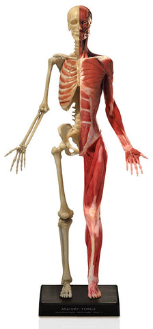 DT98  Female Musculoskeletal Figure - Desktop Size