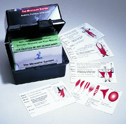 FC02 The Muscular System Flash Card Set