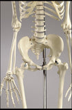 S55PF Premier Academic Skeleton, female pelvis, 18 pc color-coded skull, hanging mobile stand