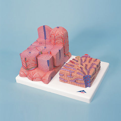 H240 Microanatomy Liver