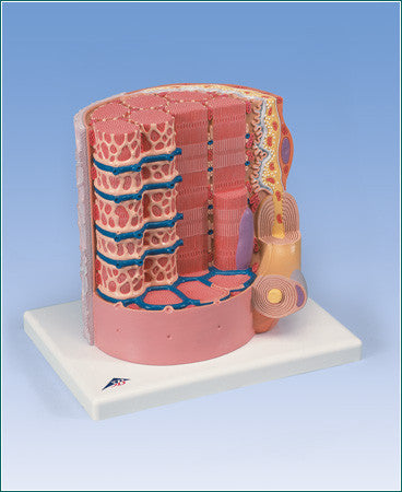 H360  Microanatomy Muscle Fiber