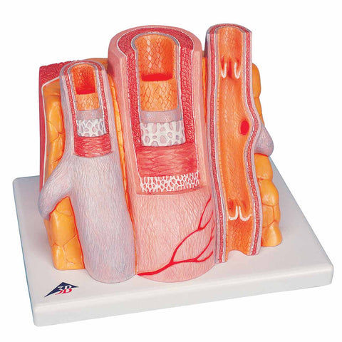 H420 Microanatomy of Artery and Vein