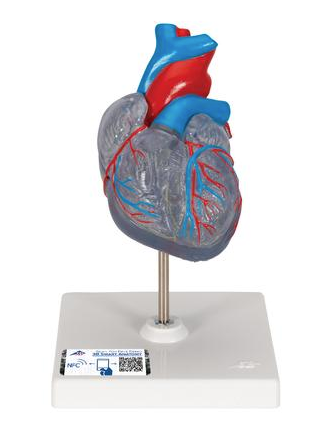A383 Classic Heart with Conduction System