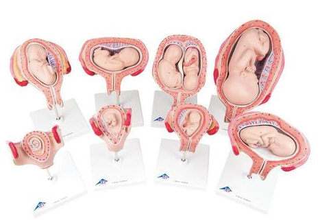 0304-10 Eight-Stage Human Pregnancy Series