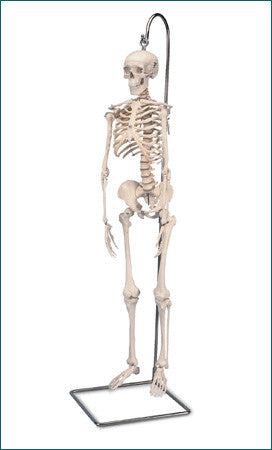 S181 Mini-Skeleton with flexible spine, hanging, 31 inch