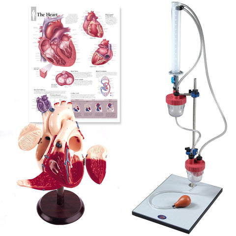 S277 The Cardiophysiology Package