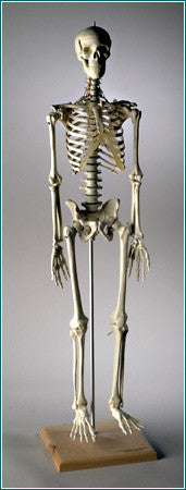 S33 Mini-Skeleton with Spinal Nerves, 32 inches