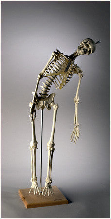 S34 Deluxe 32 inch Mini-Skeleton with Flexible Spine