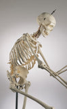 S58L Premier Academic Kinesiology Skeleton, Painted and labeled, sacral mount on mobile stand