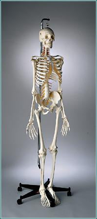 S59 Premier Academic Kinesiology Skeleton, hanging on mobile stand