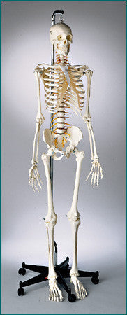 S67F Premier Flexible Series Skeleton - Suspension - Painted, Number-coded - Female
