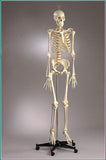 S67F Premier Flexible Series Skeleton - Suspension - Painted, Number-coded - Female