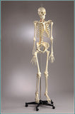 S65 Premier Flexible Male Skeleton - Suspension Mount, Plain