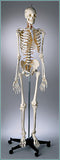 S67F Premier Flexible Series Skeleton - Suspension - Painted, Number-coded - Female