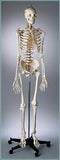 S65 Premier Flexible Male Skeleton - Suspension Mount, Plain
