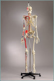 S67F Premier Flexible Series Skeleton - Suspension - Painted, Number-coded - Female