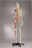 S65 Premier Flexible Male Skeleton - Suspension Mount, Plain