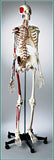 S65 Premier Flexible Male Skeleton - Suspension Mount, Plain