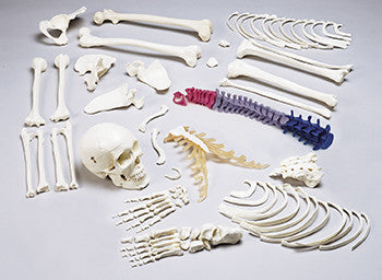S74C Premier Disarticulated Skeleton with Color-Coded Vertebrae with case