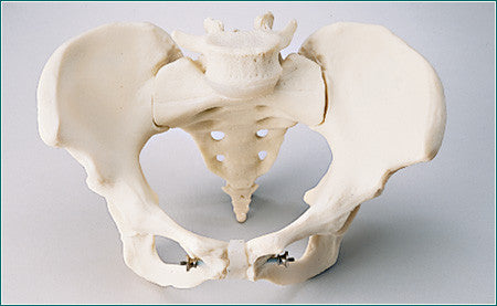 SA40  Adult Female Take-Apart Pelvis