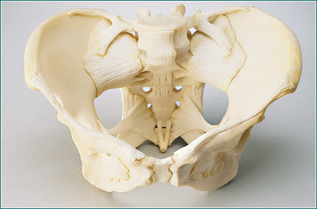 SA41 Adult Female Ligamented Pelvis